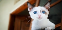 Cute kitten