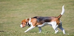 Hunting dog