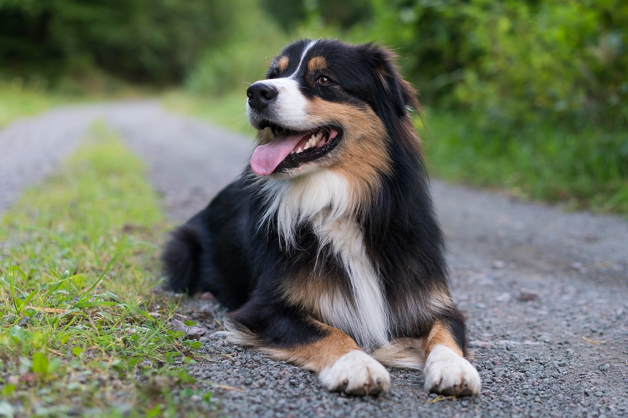 Cane pastore australiano