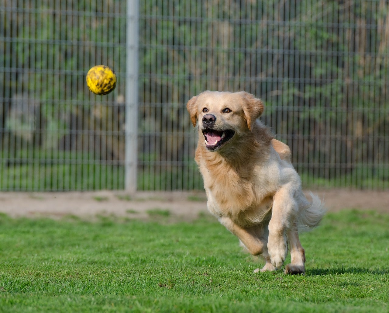 Cão a jogar à bola