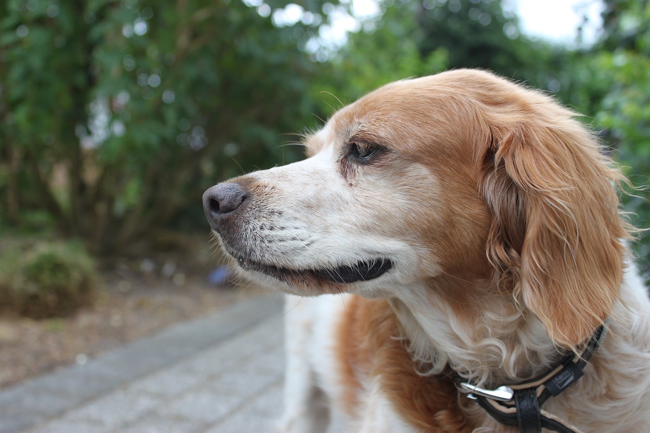 Chien épagneul breton