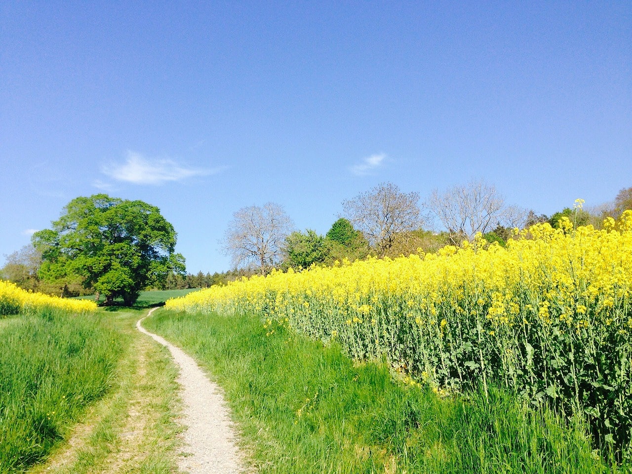 Countryside, temperate climate