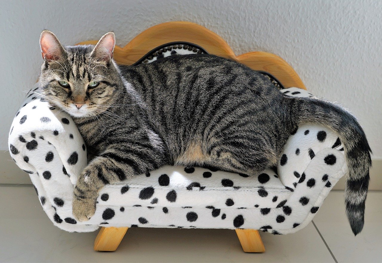 Cat lying on his couch