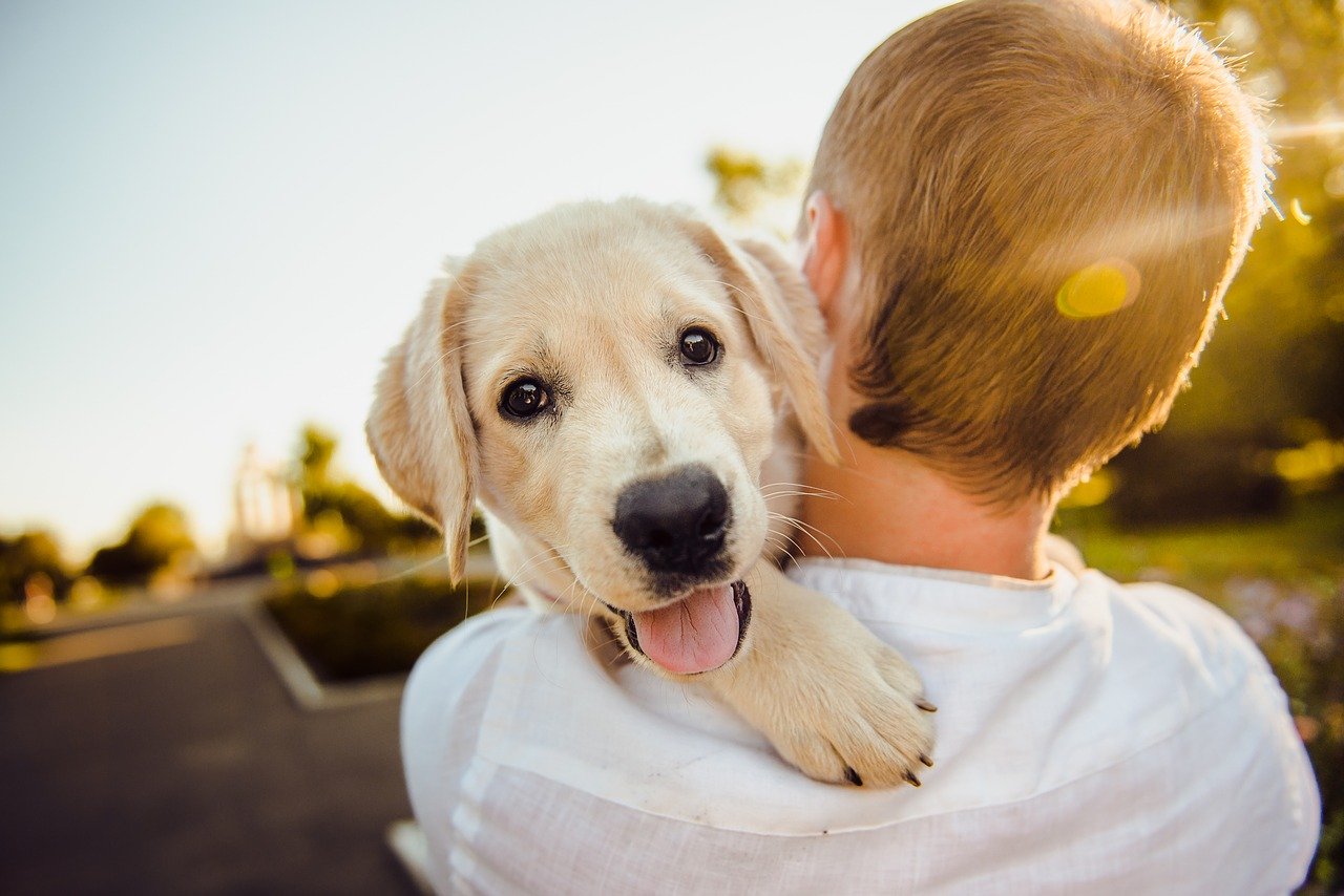 cuddly dog