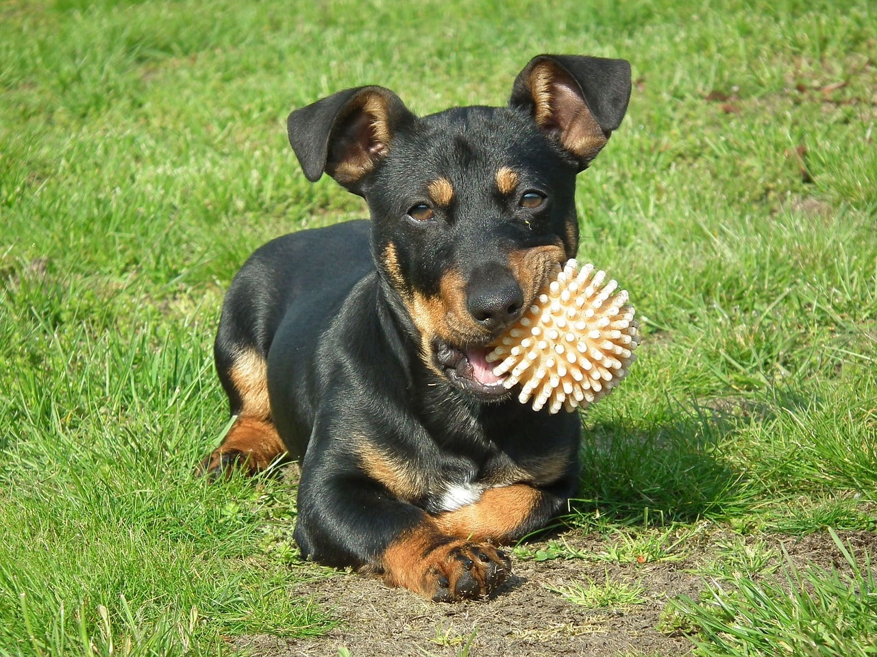 Dog biting a toy