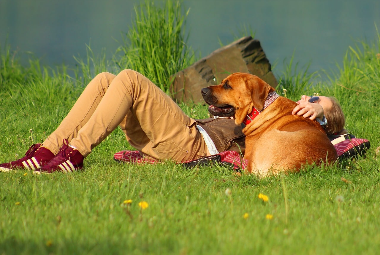 Chien couché au pès de son propriétaire