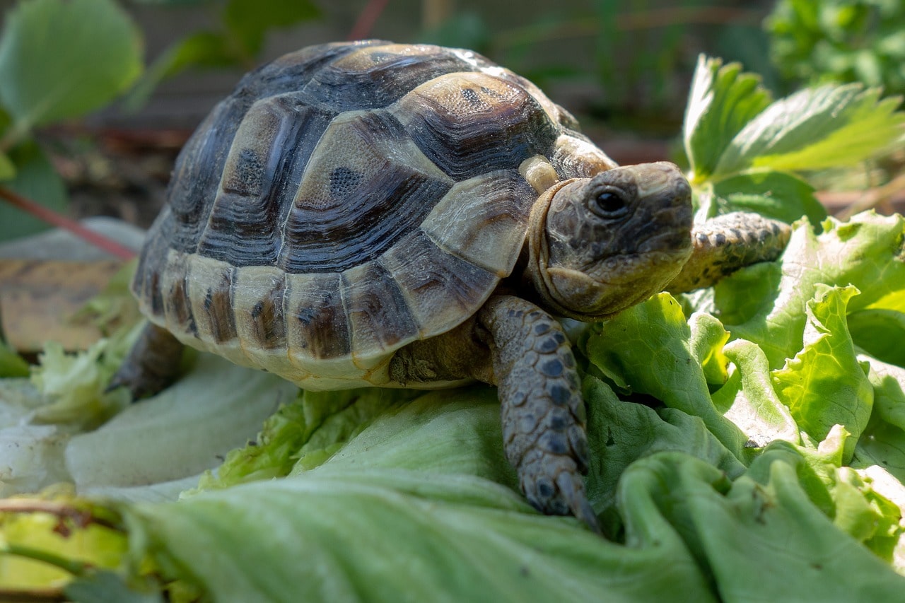 Tortue à faire garder