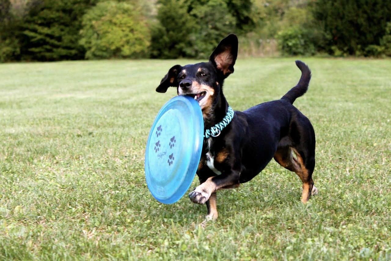 Chien qui joue au frisbee