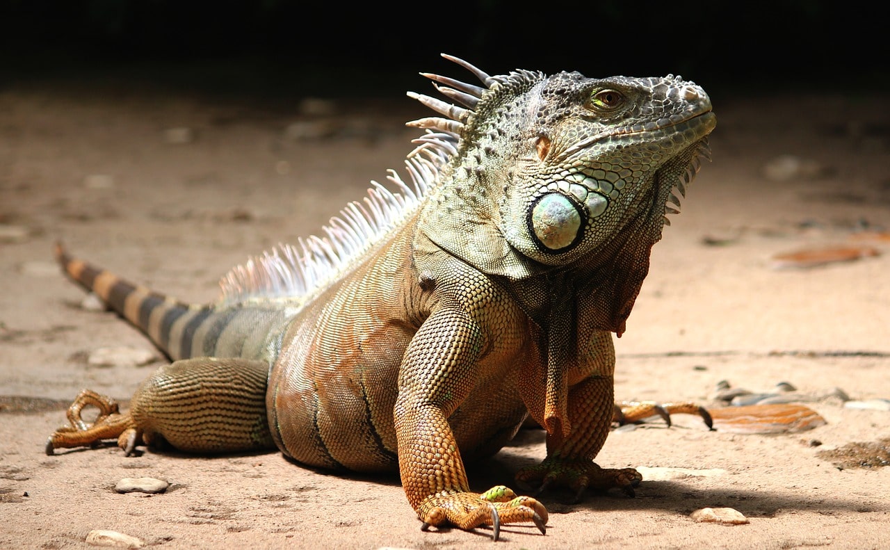 Iguana to be guarded