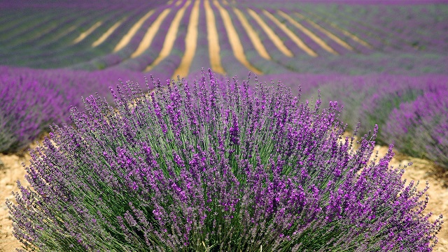 Campos de lavanda en el sur de Francia