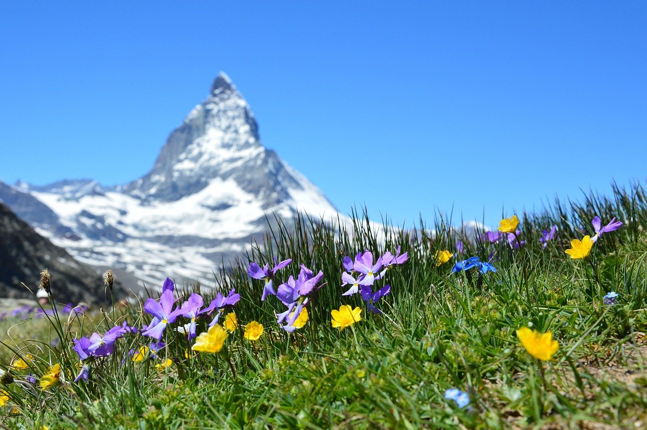 Flores silvestres nas montanhas