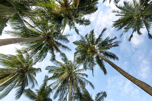 palm-trees