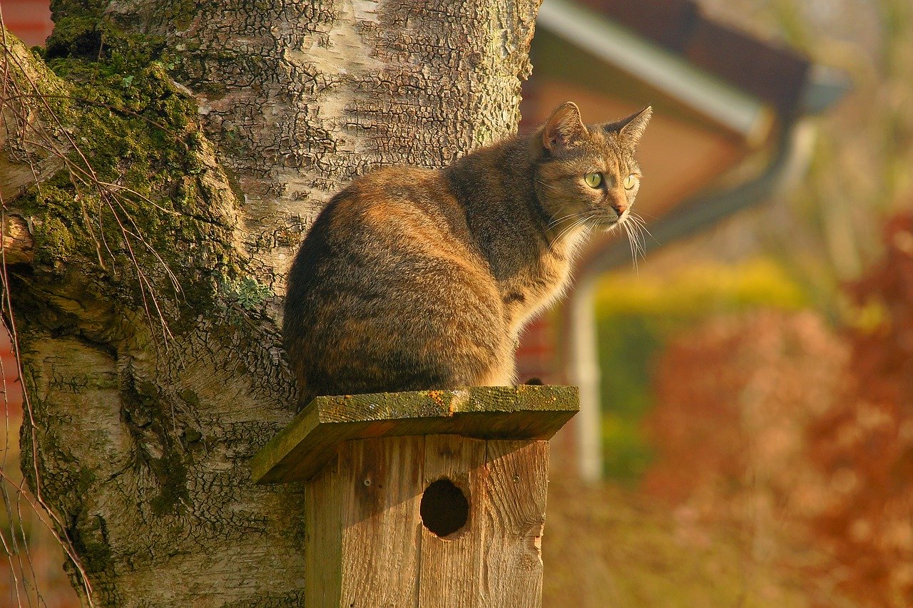 Gatto appollaiato