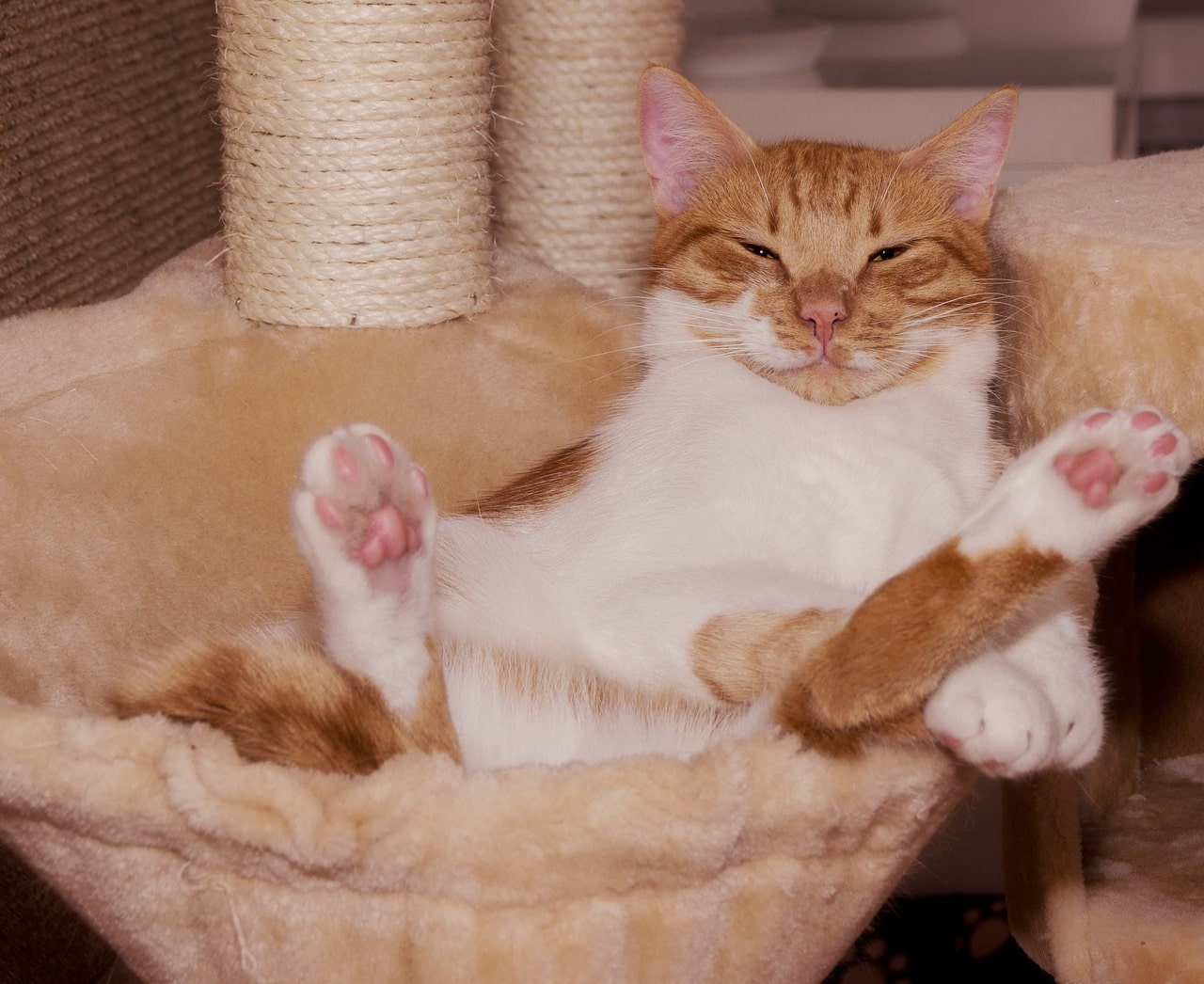 Chat heureux qui reste à la maison