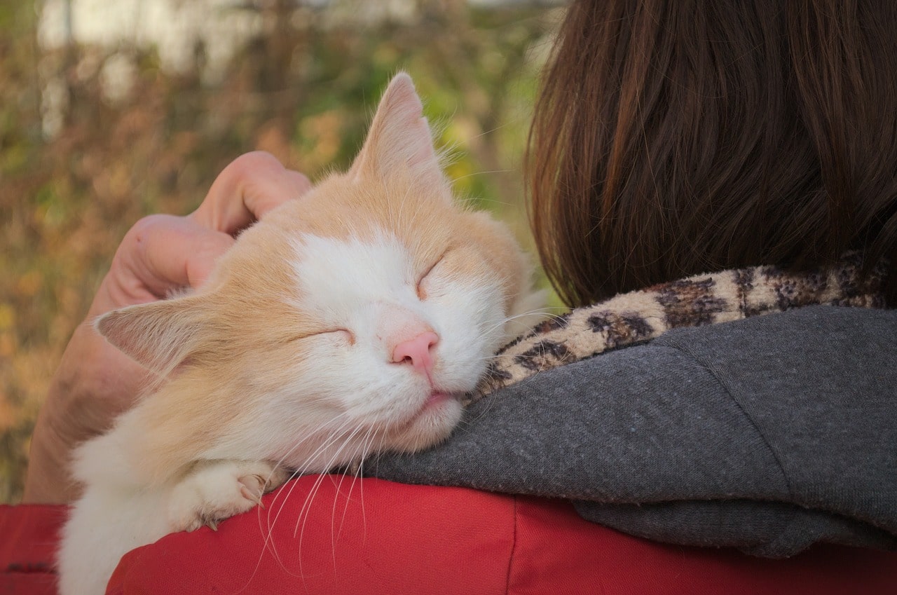 Gatto che dorme sulla spalla