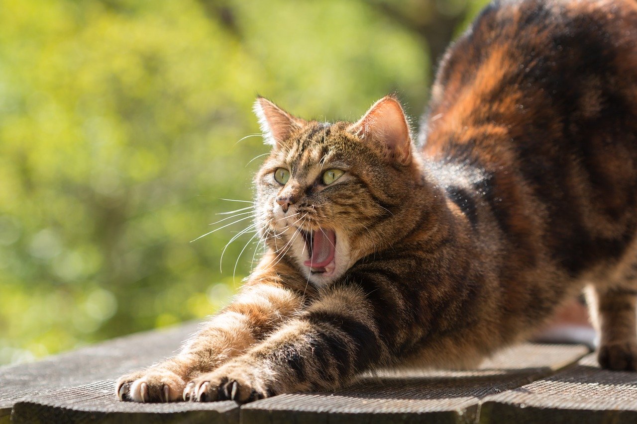 Gato que se estira y bosteza