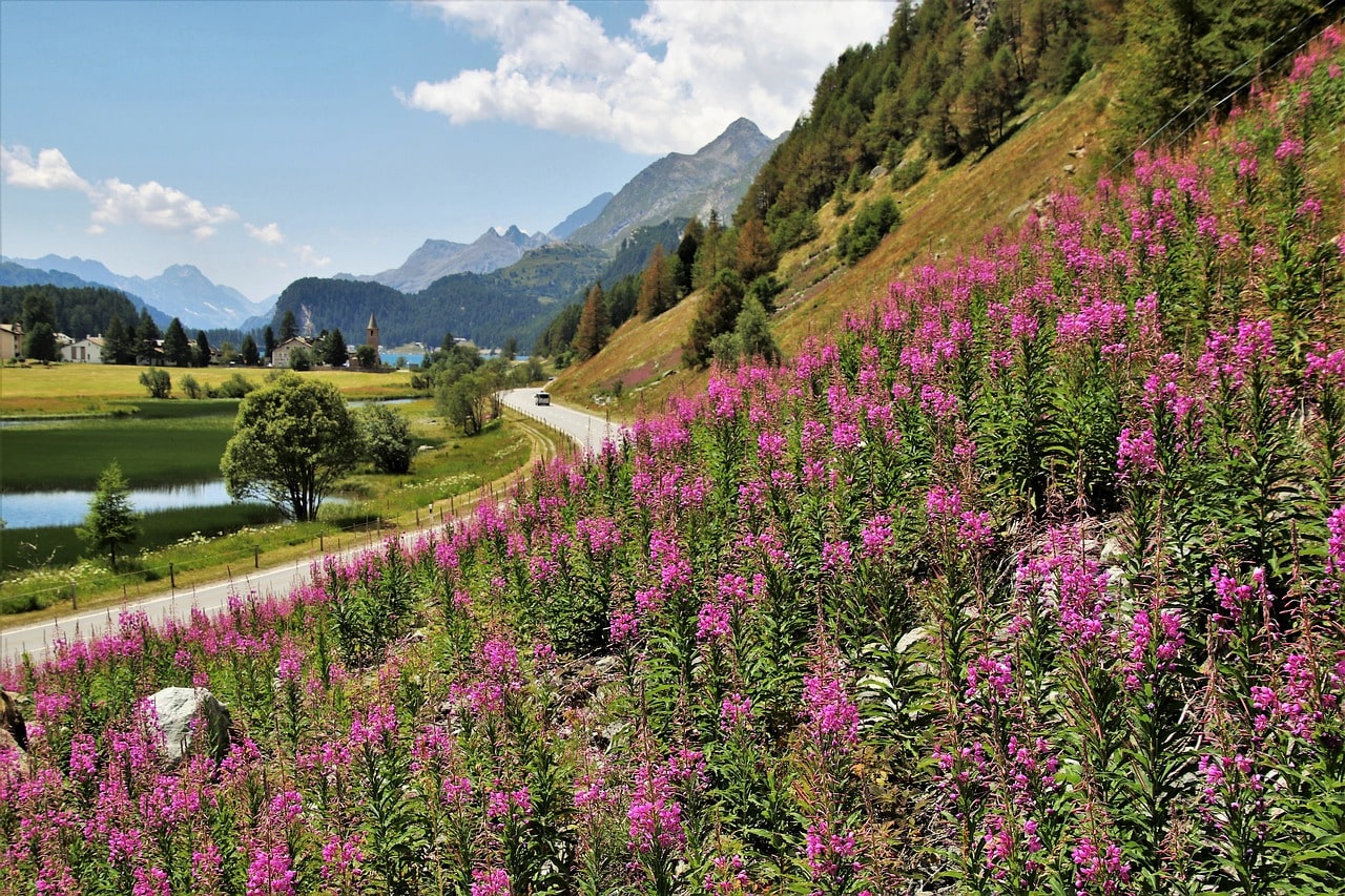 Montagna verde e fiorita