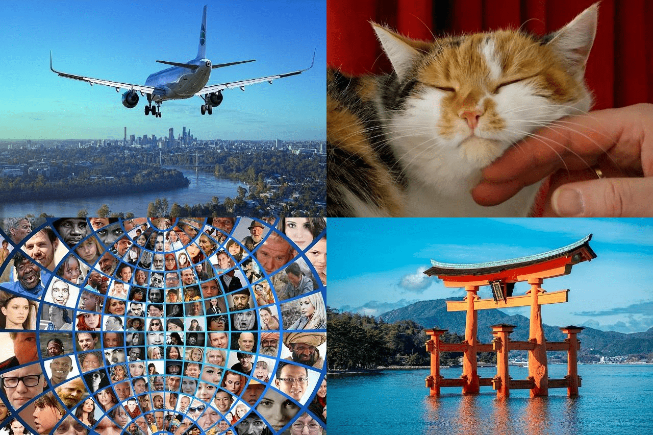 viagen de avião, gato tranquilo, novos amigos, culturas do mundo