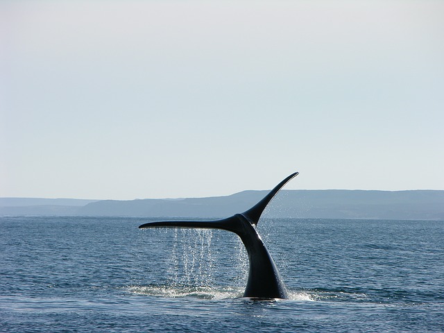 Whale in Patagonia, Argentina