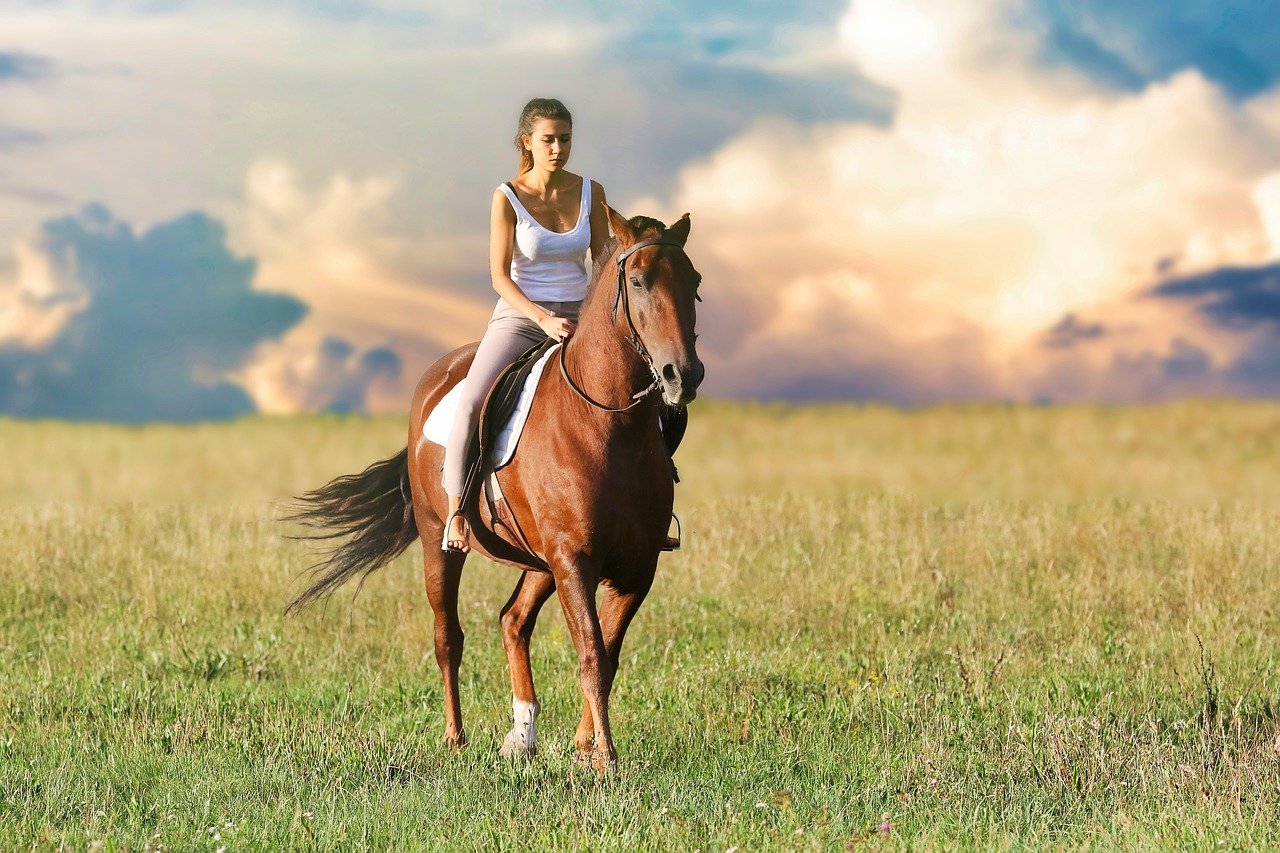 Como manter o seu cavalo