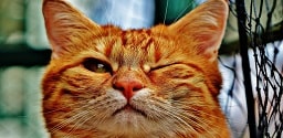 Cute cat