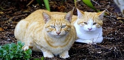 Black and white cats