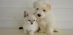 puppy and kitten