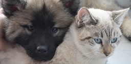 Perro y gato gris