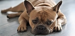 French Bull-dog