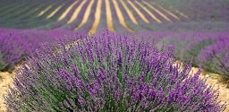 Lavender fields