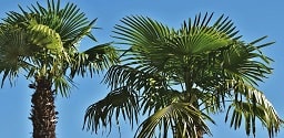 Under the palm trees