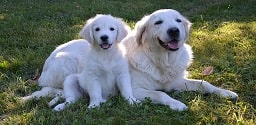 White dogs