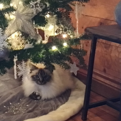 Maggie Qu&eacute;bec Canada