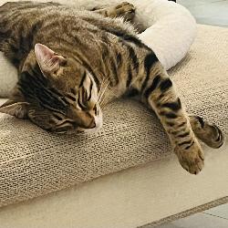 Aladin S&eacute;zenove Switzerland