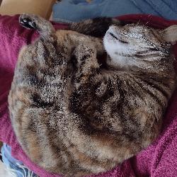 Caeline Rez&eacute; France