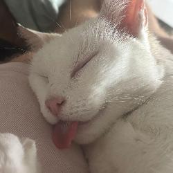 Kaki01 Beynost France