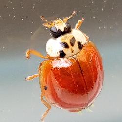 Pomkoni Tinchebray France