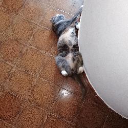Angelalanciotti, Home sitter Rome Italy | 4