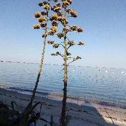 Anna123, Home sitter Paris 14 Observatoire France