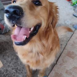 Brend4, Home sitter Dammarie-les-Lys France