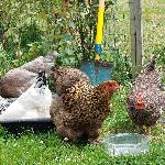 Cath59, Home sitter Quernes France | 3