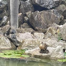 Chloe_rob, Home sitter Puteaux France | 2