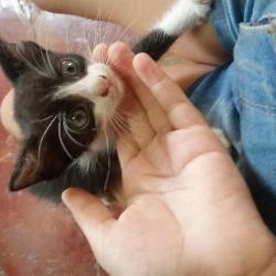 Dannes, Home sitter Palma Soriano Cuba | 1