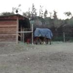 Dede34, Home sitter Béziers France | 1