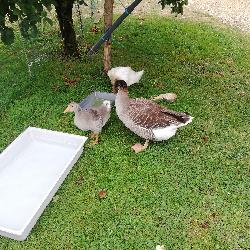 Dede34, Home sitter Béziers France | 8