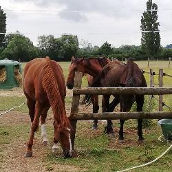 Dede34, Home sitter Béziers France | 9
