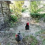 Devida, Home sitter Virelles Belgium | 10