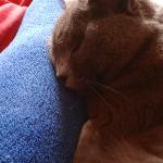 Diego, Home sitter Fondi Italy | 1
