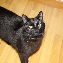 Doro, Home sitter Fontenay France | 3