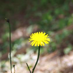 Doro, Home sitter Fontenay France | 5